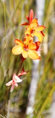 Watsonia minima