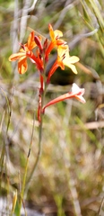 Watsonia minima