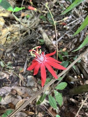 Passiflora vitifolia