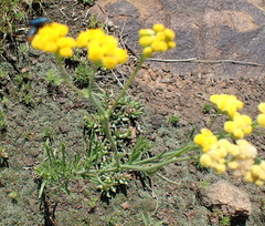 Nidorella resedifolia