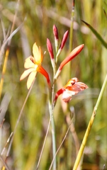 Watsonia minima