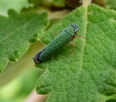 Versigonalia vermiculata