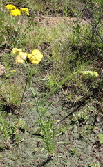Nidorella resedifolia