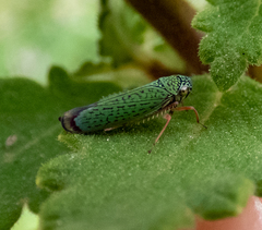 Versigonalia vermiculata