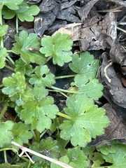 Ranunculus parviflorus