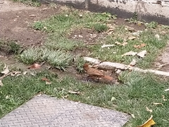 Pseudoseisura lophotes