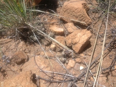 Anacampseros decapitata