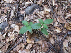 Cornus sanguinea australis