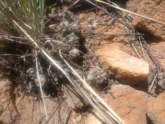 Anacampseros decapitata