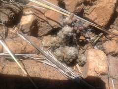 Anacampseros decapitata