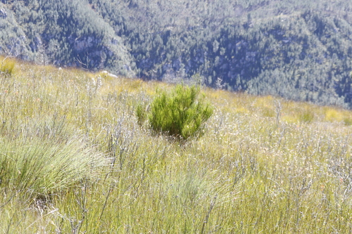 Image of Psoralea usitata by (c) Tony Rebelo, some rights reserved (CC BY-SA)