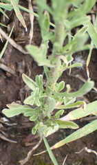Nidorella resedifolia