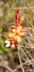 Watsonia minima