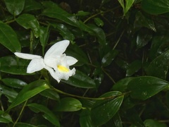 Sobralia leucoxantha
