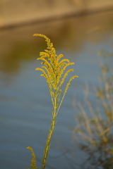 Solidago chilensis
