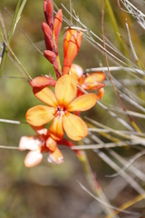 Watsonia minima