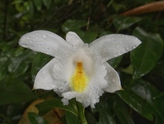 Sobralia leucoxantha