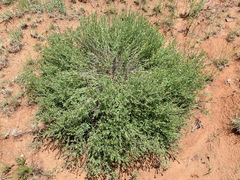 Osteospermum muricatum muricatum