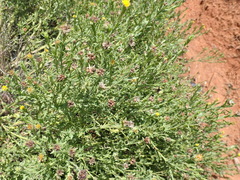 Osteospermum muricatum muricatum