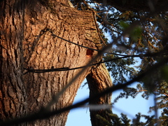 Dendrocopos major