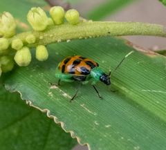Diabrotica limitata