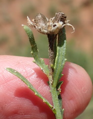 Osteospermum muricatum muricatum