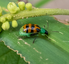 Diabrotica limitata