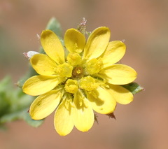 Osteospermum muricatum muricatum