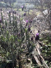 Lavandula pedunculata