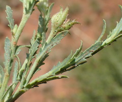 Osteospermum muricatum muricatum
