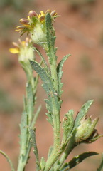 Osteospermum muricatum muricatum