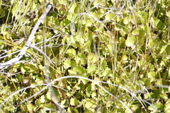 Centella eriantha