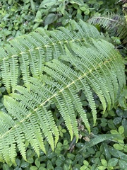 Dryopteris wallichiana