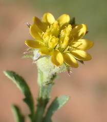 Osteospermum muricatum muricatum