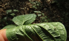 Cornus sanguinea australis