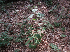 Cornus sanguinea australis