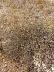 Psoralea uncinata