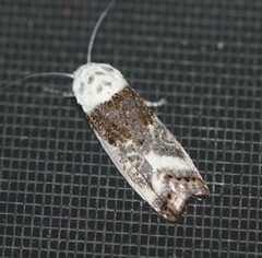 Cryptophasa albacosta