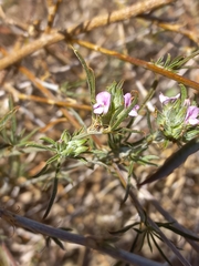 Psoralea uncinata