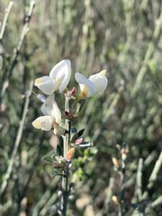 Cytisus multiflorus