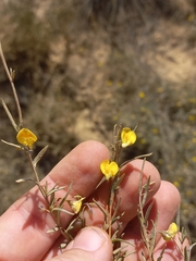 Aspalathus nudiflora