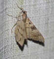 Oxyodes scrobiculata