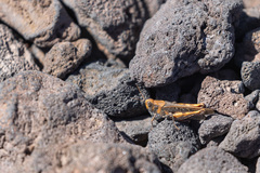 Calliptamus plebeius