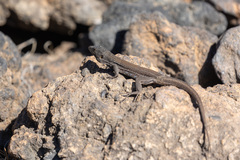 Gallotia galloti galloti