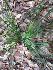 Carex sylvatica