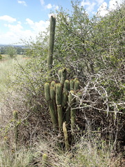 Trichocereus spachianus