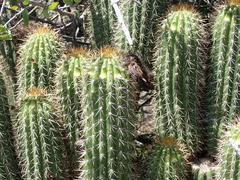 Trichocereus spachianus