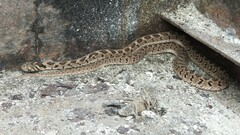 Dasypeltis scabra