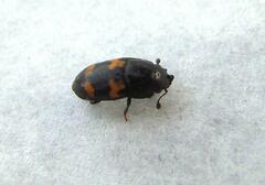 Glischrochilus fasciatus