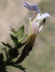Lobelia thermalis